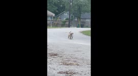 Puppy delivers rescuers a newspaper in exchange for his safety.