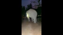 Thirsty elephant raids temple for late-night drink amid severe drought