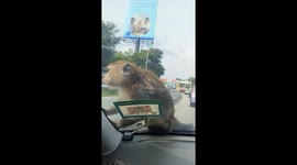 Monkey hitches a ride on car bonnet in Malaysia