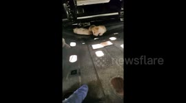 Car dealership discover littler of kittens hidden dangerously inside vehicle's body