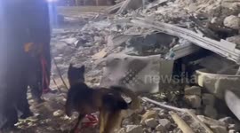 Sniffer dog finds stray cat alive in collapsed building