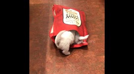 Puppies surprise with unexpected appearance from dog food bag in Lancaster, USA