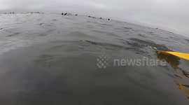 Curious seal pup nibbles on kayaker's paddle in playful encounter