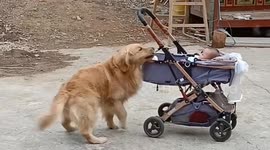 Heroic golden retriever saves baby from rolling stroller after dad forgets to lock wheels