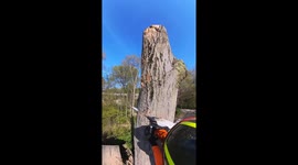 Symphony of steel and wood: Log removal orchestrated with precision and finesse