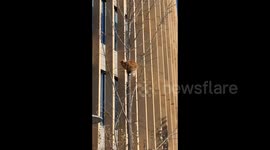 China: Brave Kitten Needs No Rescue