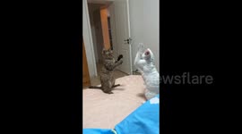 China: Cats Are Preparing to Fight