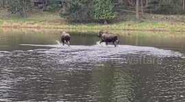 Pair of moose enjoy playing in lake as spring arrives