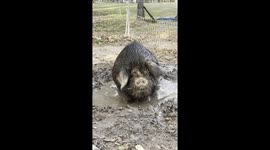 Patriarch kunekune boar enjoys a relaxing field wallow spa session