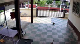 Beagle loves to drag his bed around the front yard