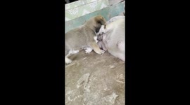 It's funny how you feed your baby.