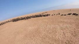 Kayak guide saves seal pup by cutting off tight rope around its neck