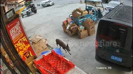 Serow strolls through supermarket in China - locals work together to return it safely to wild