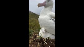 Albatross tries to get comfy with chick in South Georgia