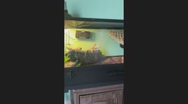 Bearded dragon bros who just wanna cuddle