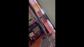 Mischievous calf peers round door after wandering into home