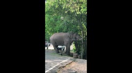 Elephant underestimates own strength and pulls down tree... and telegraph pole