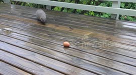 Small grey Mongoose Vs Egg