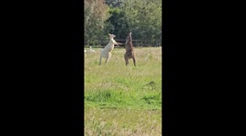 Albino kangaroo boxes grey counterpart in rare footage