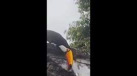 Wild toucan spotted perching on graves in Brazil