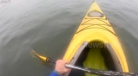 Kayaker races onto beach to remove fishing line from around seal pup's neck
