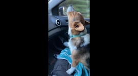 Corgi gives passionate rendition of Celine Dion's 'My Heart Will Go On'