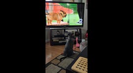 3 month old Minzi loves watching Cesar Milan and when he says sit she listens