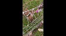 A bottle baby Nubian goat thriving on a Tennessee homestead