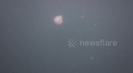 4k underwater pink jellyfish Thailand