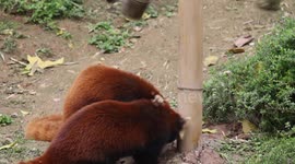 China: Red Pandas Look For Food at Chongqing Zoo