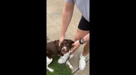 Seeing if my dog can walk past my brother without recognizing him after he's been away for 6 months