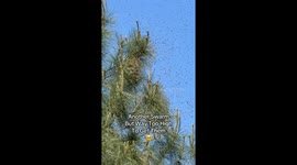 The great bee migration: Capturing a swarm in southwest Louisiana