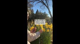 Melodies of the daffodils: When nature 'sings' to human touch