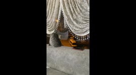 Cat turns off alarm with paw in Kırıkkale, Türkiye