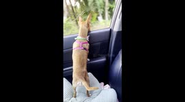 Dog almost falls out of moving car in Jarabacoa