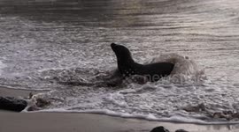 Ecuador: Galapagos islands natural paradise of biodiversity and discovery