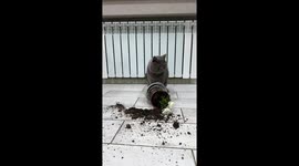 Cat Acts Innocent Next to Toppled Flower Pot