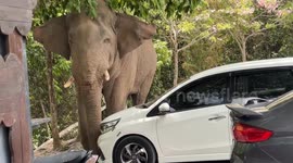 Elephant pushes over motorcycles as it searches coffee shop for food