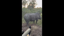 Rhino drops faeces and scratches ground in South Africa