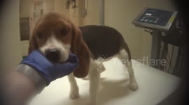 Undercover investigators capture horrifying animal testing in Indiana