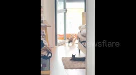 China:  Chubby Calico Cat Crashes into Kitten 