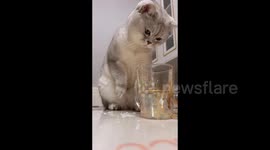 China: Sneaky Cat Steals Sips from Water Cup