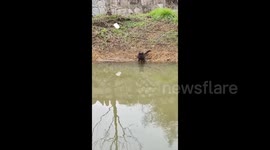 China:  Black Cat Swims Across the River 