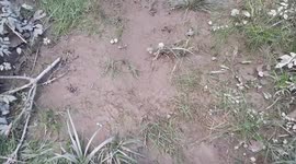 After the Flood, When the Water Recedes, the Silence Remains, and Only the Mud Tells What Once Was – Stories of Loss, Renewal, and the Quiet Strength to Carry On