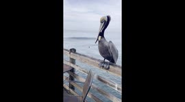 stork on Oceanside pier