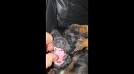 teeth of a ratting 6 week old border terrier puppy