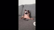 temp