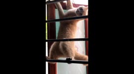 Oh! Are you thinking this animal is a mischievous squirrel? No, it's a cat that likes to climb on windows