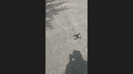 TikTok user loses Temu gadget in hilarious video