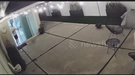 Tail-wagging trouble: Playful pooch's clumsy caper creates a comical catastrophe